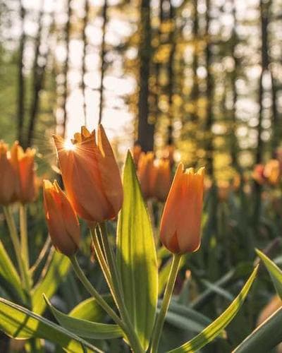 Basic T-Shirt Rundhals